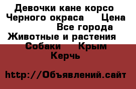 Девочки кане корсо. Черного окраса.  › Цена ­ 65 000 - Все города Животные и растения » Собаки   . Крым,Керчь